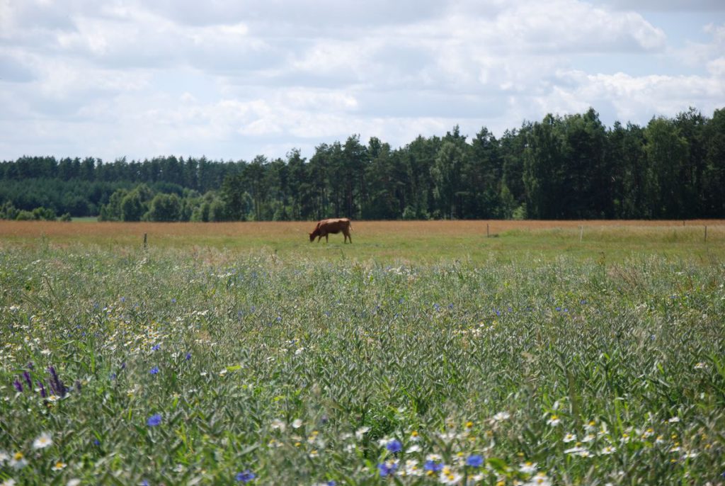 krowa na pastwisku