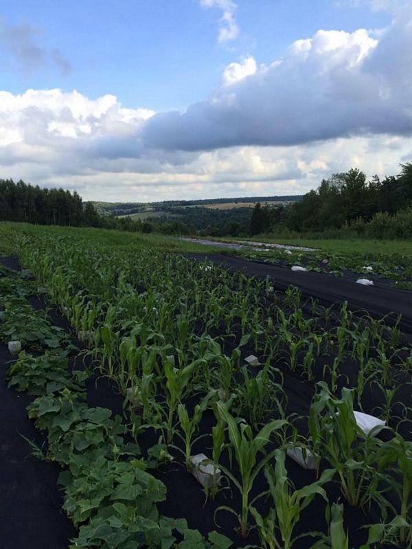 widok na plantację