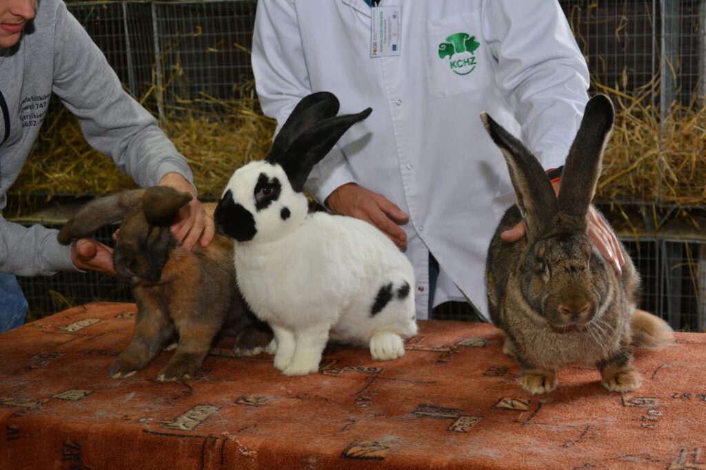Wystawa królików