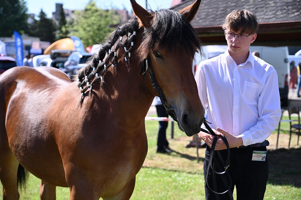 Konkurs Młody Hodowca - konie (12)