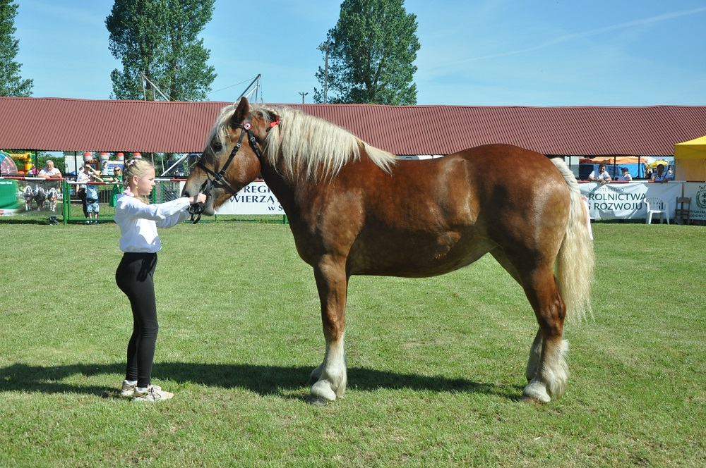 Konkurs Młody Hodowca - konie (2)