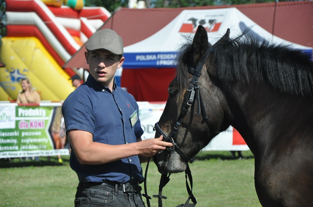 Konkurs Młody Hodowca - konie (3)