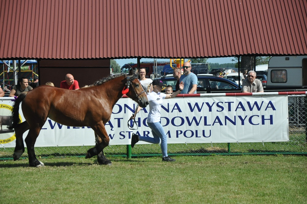 Konkurs Młody Hodowca - konie (5)