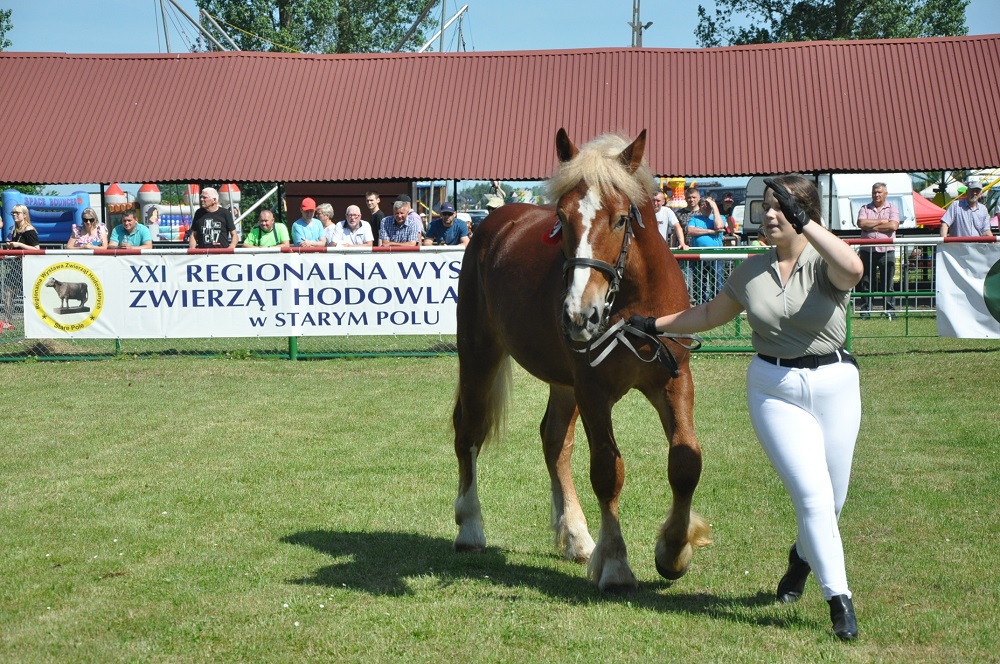 Konkurs Młody Hodowca - konie (8)