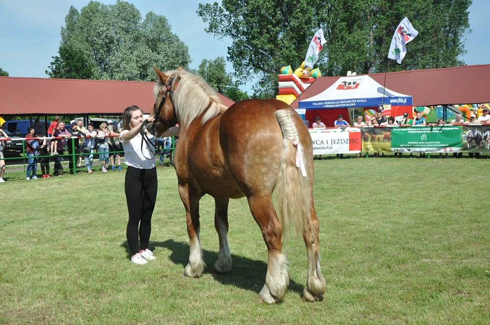 Konkurs Młody Hodowca - konie (9)