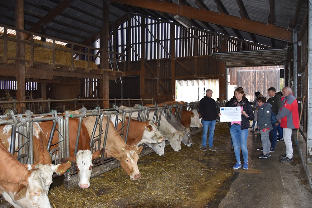 Wizyta w gospodarstwie Zehenthof - BIO, gdzie jest prowadzona rodzina hodowla krów na mięso wysokiej jakości