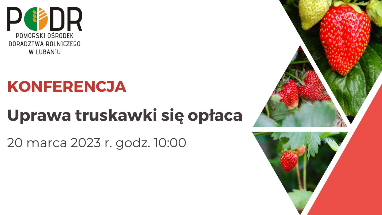 Uprawa truskawki się opłaca - miniatura