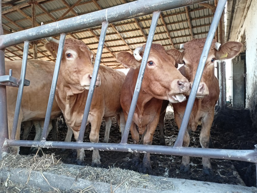 Demonstracje z zakresu nowoczesnych technologii chowu i hodowli bydła raz mięsnych