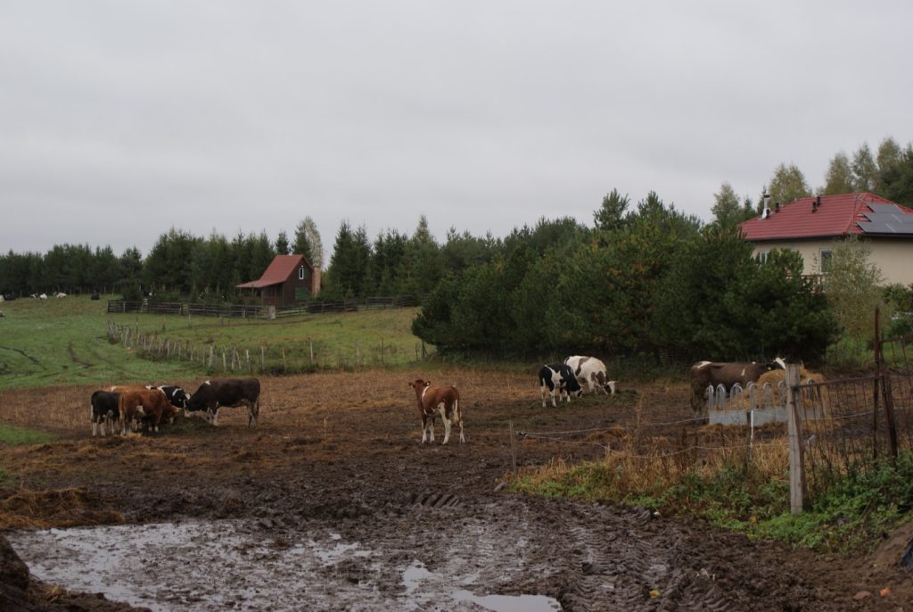 bydło mleczne na wybiegu z dostępem do pastwiska w pobliżu domu gospodarza