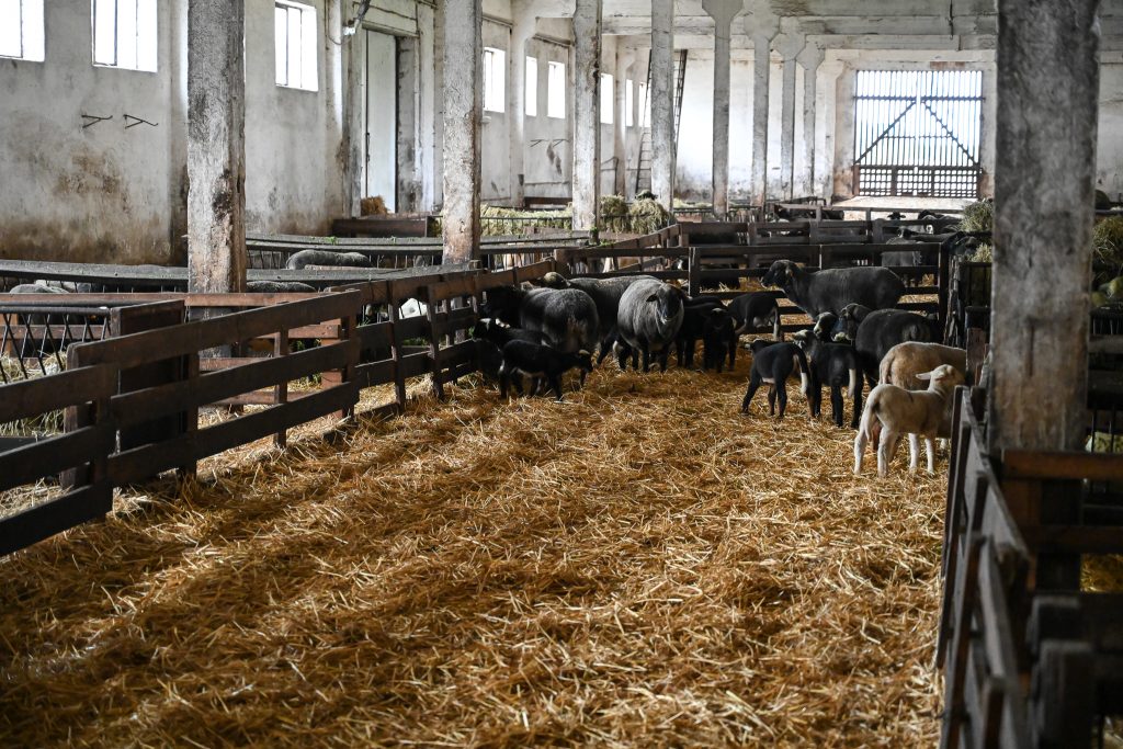 Stado owiec: merynosa polskiego odmiany barwnej (rezerwa genetyczna) i mleczno-plennej owcy kołudzkiej.