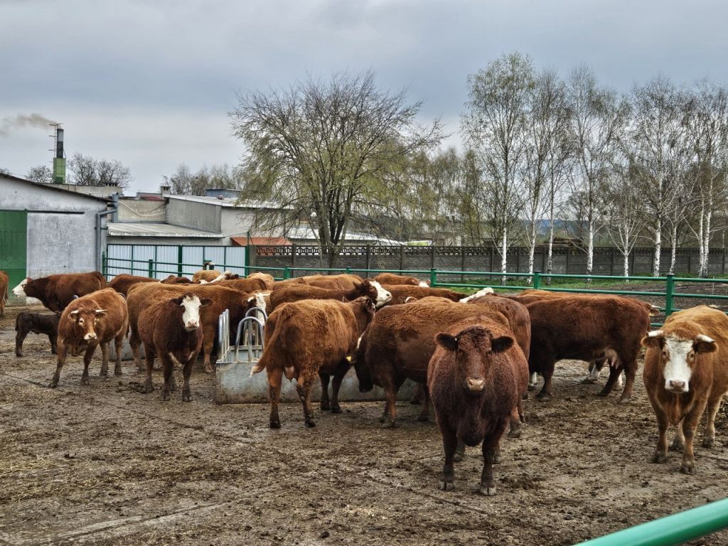 Bydło ekologiczne na wybiegu