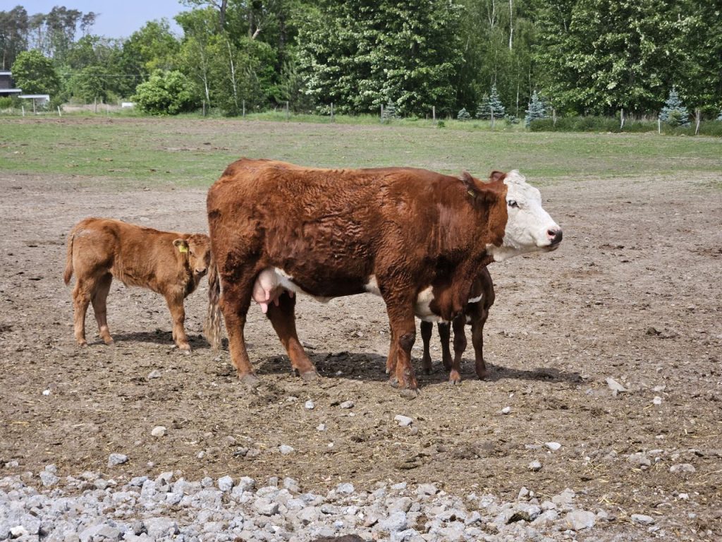  Cielęta z mamką