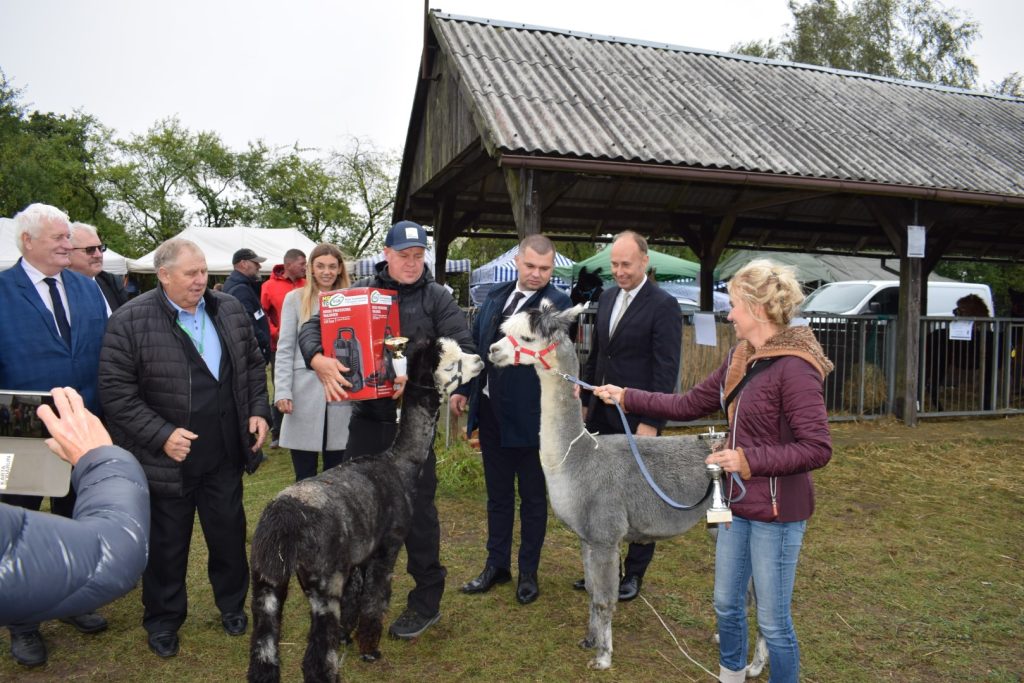 Dyrektor PODR Aleksander Mach, w towarzystwie oficjeli wręcza nagrody zwycięzcom konkursu Miss Alpaka.