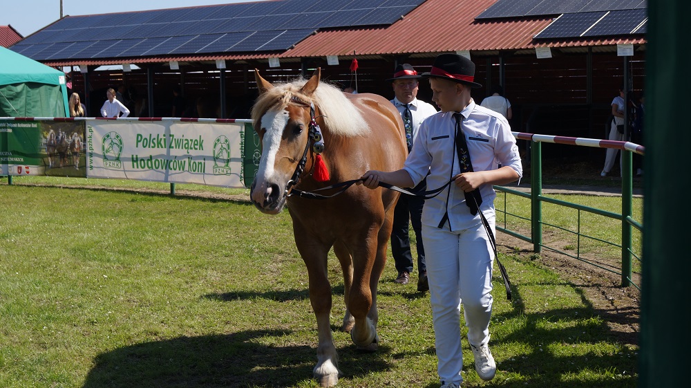 XXX Żuławskie Targi Rolne w Starym Polu - Konkurs Młodego Hodowcy 