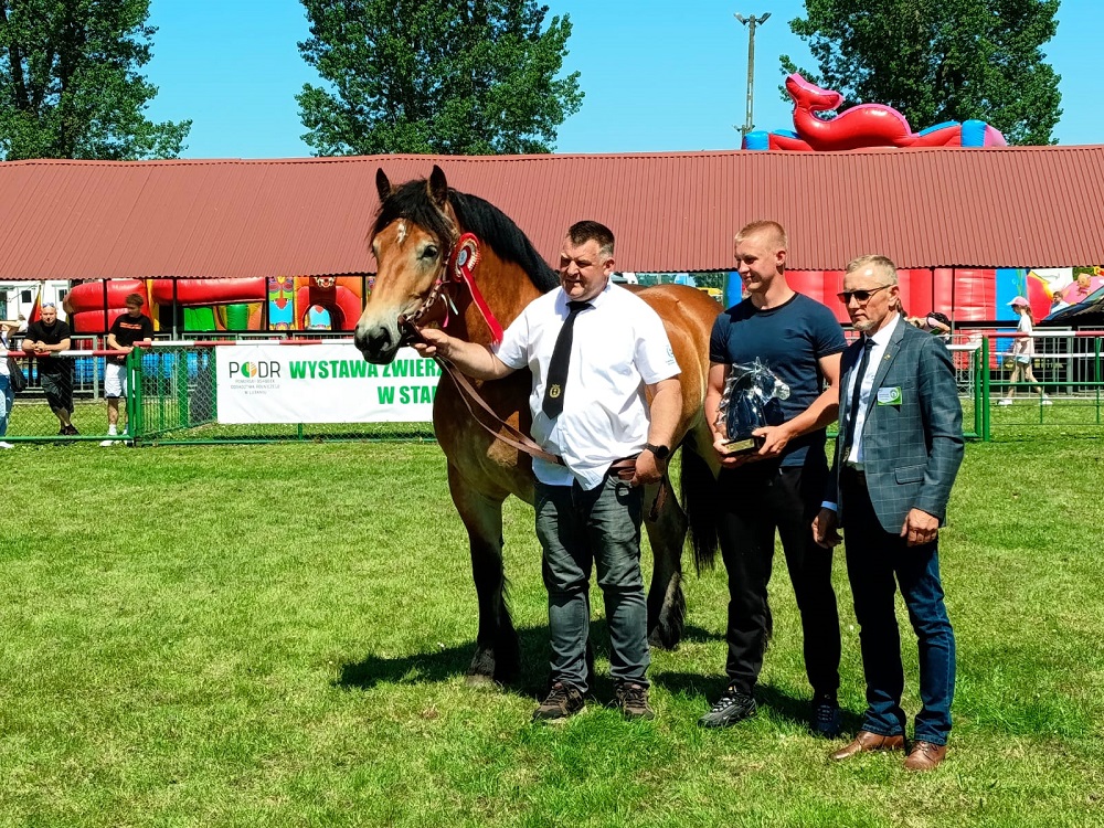 XXX Żuławskie Targi Rolne w Starym Polu - Wystawa Zwierząt