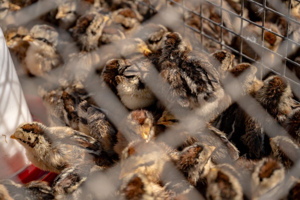Pisklęta przepiórek w klatce hodowlanej podczas ekspozycji
