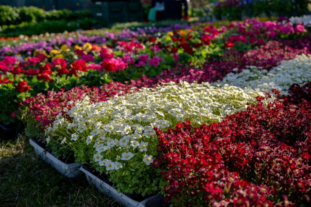 Stoisko z sadzonkami i materiałem szkółkarskim na terenie targów