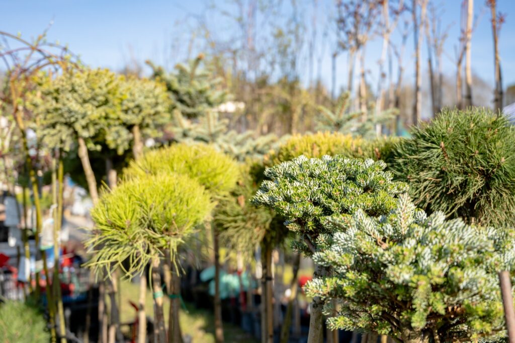 Stoisko z sadzonkami i materiałem szkółkarskim na terenie targów