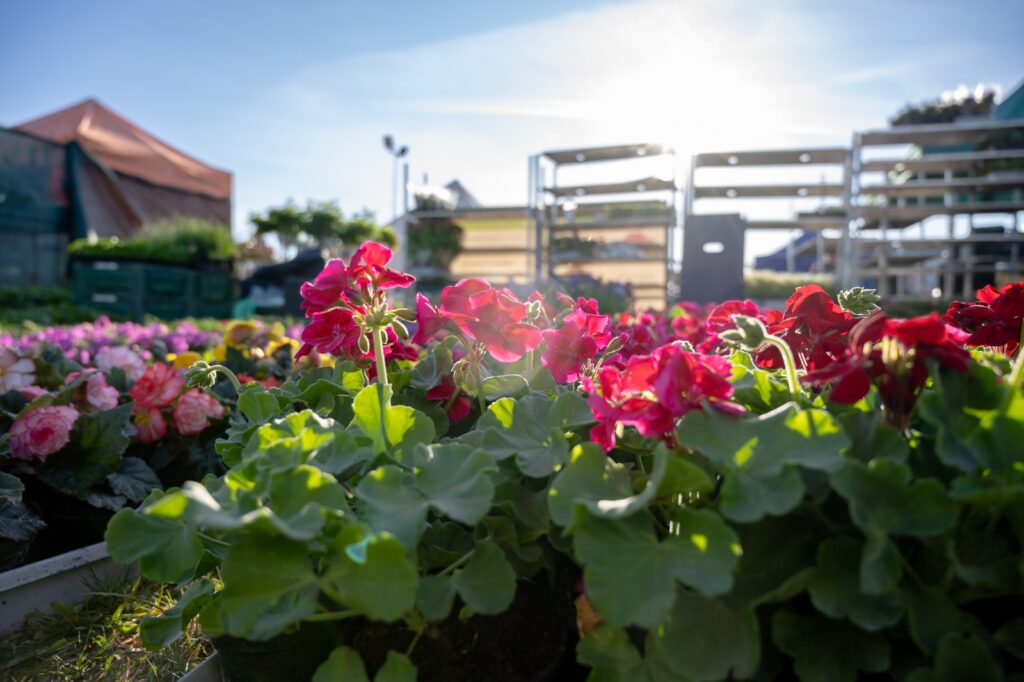 Stoisko z sadzonkami i materiałem szkółkarskim na terenie targów