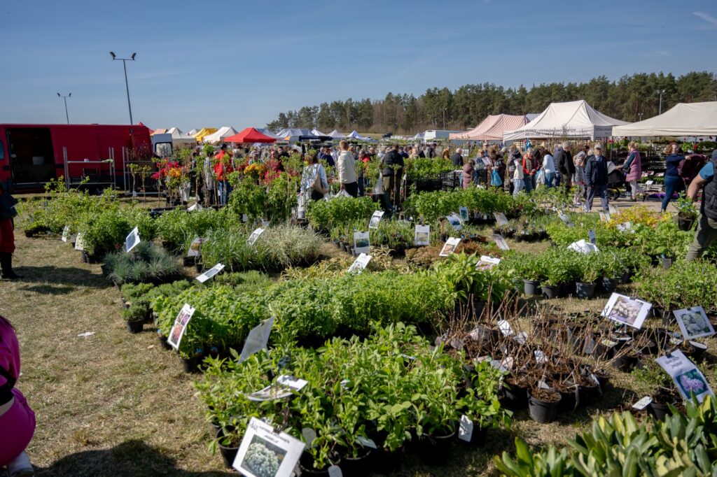 Ekspozycja roślin i krzewów ozdobnych na otwartej przestrzeni targowej