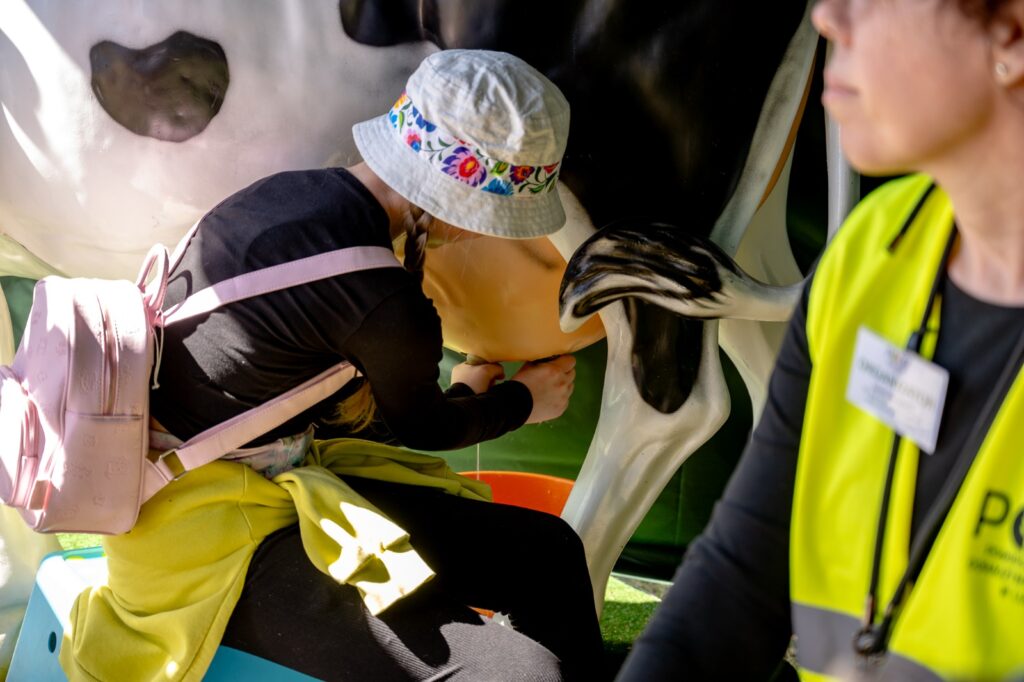 Dziecko uczące się dojenia krowy na modelu edukacyjnym pod opieką dorosłych