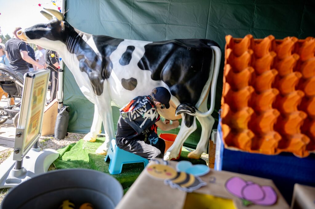 Stanowisko edukacyjne z modelem krowy do nauki dojenia