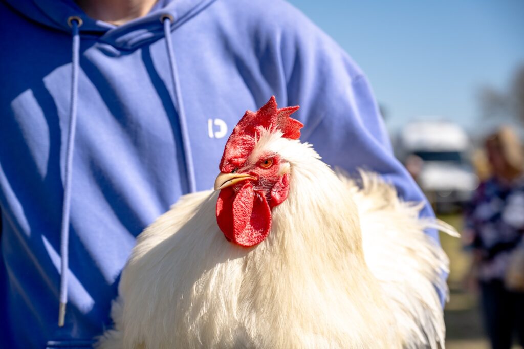Kogut prezentowany przez uczestnika wydarzenia