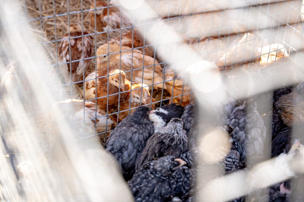 Różne gatunki drobiu w klatkach wystawowych