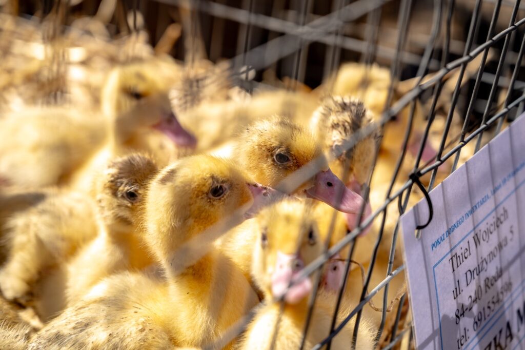 Kaczęta w klatce hodowlanej prezentowane odwiedzającym