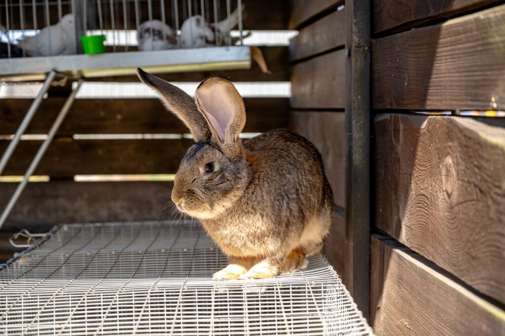 Królik prezentowany na klatce