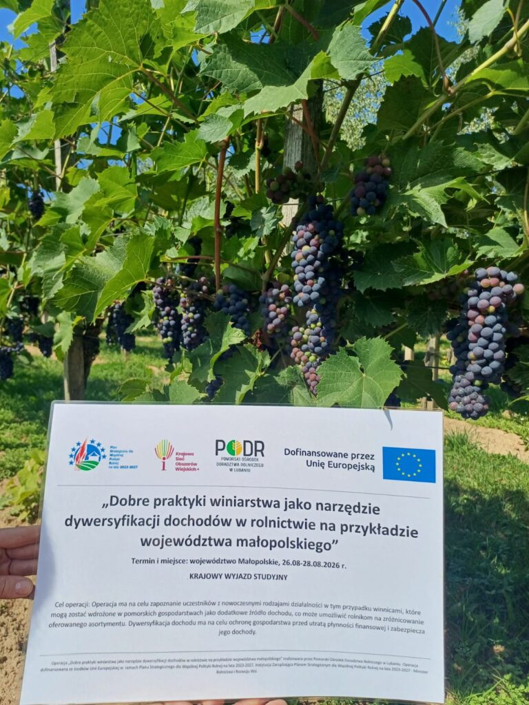 Winogrona na krzewie winorośli oraz tablica