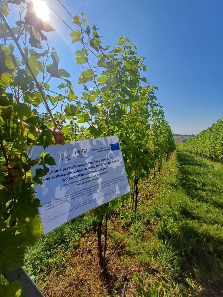 Krzewy winorośli, pomiędzy którymi znajduje się tablica